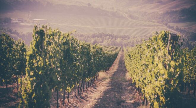 winery-vignoble-poderi-dal-nespoli-7