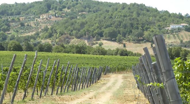 winery-vignoble-poderi-marini-2