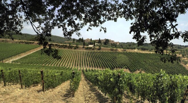 winery-vignoble-rocca-delle-macie (1)
