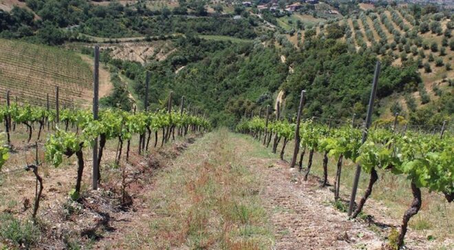 winery-vignoble-serracavallo-2