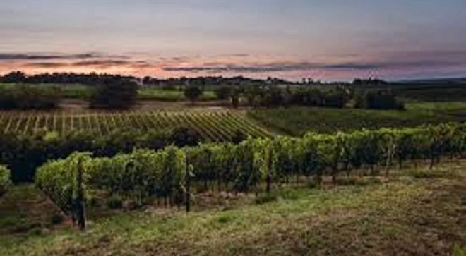 winery-vignoble-terre-cevico