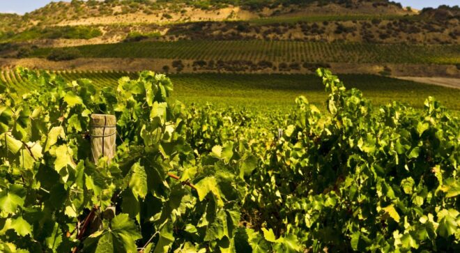 winery-vignoble-valledellacate (6)