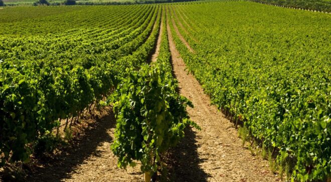 winery-vignoble-valledellacate (7)