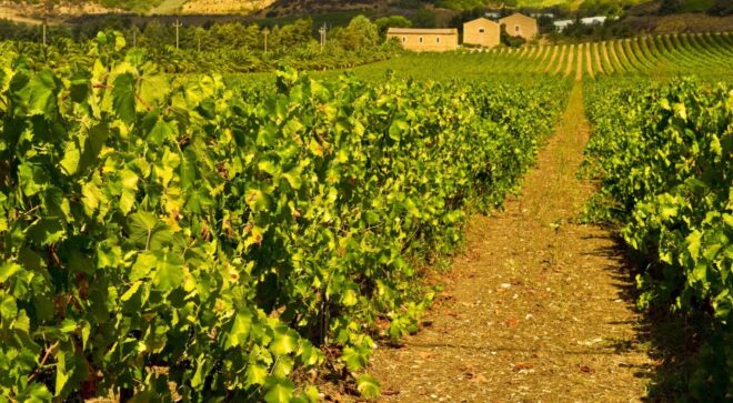 winery-vignoble-valledellacate (8)