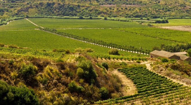 winery-vignoble-valledellacate (9)