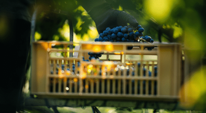 winery-vignoble-vignes-vineyards-buglioni (3)
