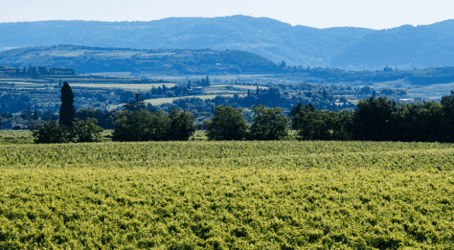 winery-vignoble-vignes-vineyards-buglioni (4)