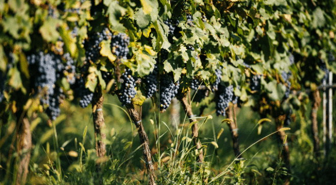 winery-vignoble-vignes-vineyards-buglioni (7)