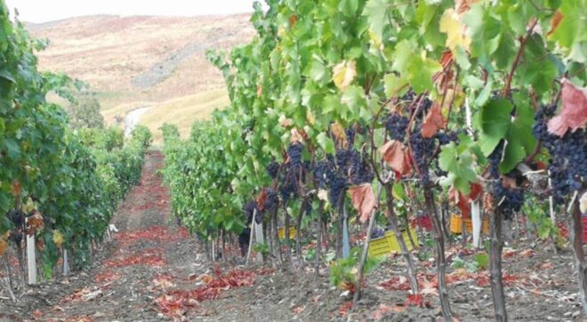 winery-vignoble-vini-dell-aquila-2