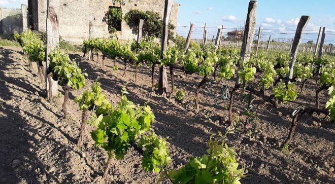 winery-vignoble-vini-dell-aquila-4