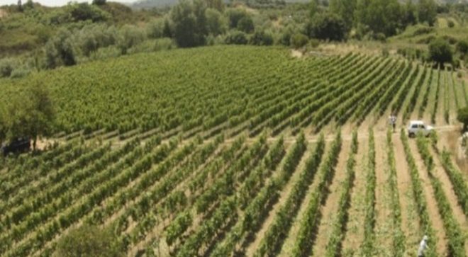 winery-vignoble-vini-dell-aquila